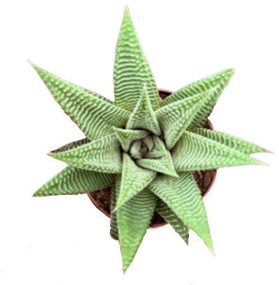 Haworthia Miami
